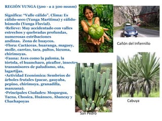 REGIÓN YUNGA (500 - a 2 300 msnm)
Significa: “Valle cálido”. Clima: Es
cálido-seco (Yunga Marítima) y cálido-
húmedo (Yunga Fluvial).
•Relieve: Muy accidentado con valles
estrechos y quebradas profundas,
numerosas estribaciones
andinas. Zona de huaycos.
•Flora: Cactáceas, huaranga, maguey,
molle, carrizo, tara, paltos, lúcuma,
chirimoyas.
•Fauna: Aves como la paloma, la
tórtola, el huanchaco, picaflor, insectos
transmisores de paludismo, uta,
lagartijas.
•Actividad Económica: Sembríos de
árboles frutales (pacae, gauyaba,
pepino, chirimoya, granadilla,
manzana).
•Principales Ciudades: Moquegua,
Tacna, Chosica, Huánuco, Abancay y
Chachapoyas
Cañón del Infiernillo
San Pedro
Cabuya
 