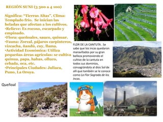 REGIÓN SUNI (3 500 a 4 100)
Significa: “Tierras Altas”. Clima:
Templado frío. Se inician las
heladas que afectan a los cultivos.
•Relieve: Es rocoso, escarpado y
empinado.
•Flora: queñoales, sauco, quisuar.
•Fauna: Zorzal, pájaros carpinteros,
vizcacha, ñandú, cuy, llama.
•Actividad Económica: Utiliza
pequeñas áreas agrícolas: se cultiva
quinua, papa, habas, olluco,
cebada, oca, etc.
•Principales Ciudades: Juliaca,
Puno, La Oroya.
FLOR DE LA CANTUTA . Se
sabe que los incas quedaron
maravillados por su gran
belleza promoviendo el
cultivo de la cantuta en
todos sus dominios,
consagrándola al dios Sol de
allí que también se le conoce
como La Flor Sagrada de los
Incas.
Queñoal
 