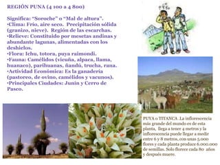 REGIÓN PUNA (4 100 a 4 800)
Significa: “Soroche” o “Mal de altura”.
•Clima: Frío, aire seco. Precipitación sólida
(granizo, nieve). Región de las escarchas.
•Relieve: Constituido por mesetas andinas y
abundante lagunas, alimentadas con los
deshielos.
•Flora: Ichu, totora, puya raimondi.
•Fauna: Camélidos (vicuña, alpaca, llama,
huanaco), parihuanas, ñandú, trucha, rana.
•Actividad Económica: Es la ganadería
(pastoreo, de ovino, camélidos y vacunos).
•Principales Ciudades: Junín y Cerro de
Pasco.
PUYA o TITANCA .La inflorescencia
más grande del mundo es de esta
planta, llega a tener 4 metros y la
inflorescencia puede llegar a medir
entre 6 y 8 metros, con unas 5.000
flores y cada planta produce 6.000.000
de semillas. Solo florece cada 80 años
y después muere.
 
