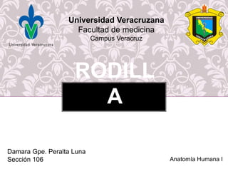 RODILL
A
Universidad Veracruzana
Facultad de medicina
Campus Veracruz
Damara Gpe. Peralta Luna
Sección 106 Anatomía Humana I
 