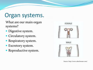 ORGAN SYSTEMS.
What are our main organ
systems?
 Digestive system.
Source: http://www.cakechooser.com/
 