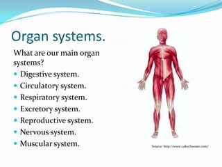 ORGAN SYSTEMS.
What are our main organ
systems?
 Digestive system.
 Circulatory system.
 Respiratory system.
Source: http://www.cakechooser.com/
 