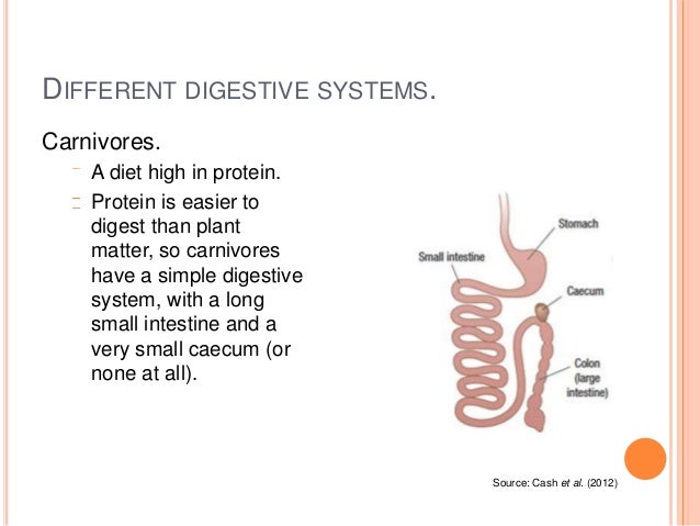 Functioning organisms - 02 Digestive system tasmanian devil diagram 