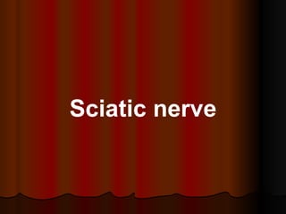 Sciatic nerve 