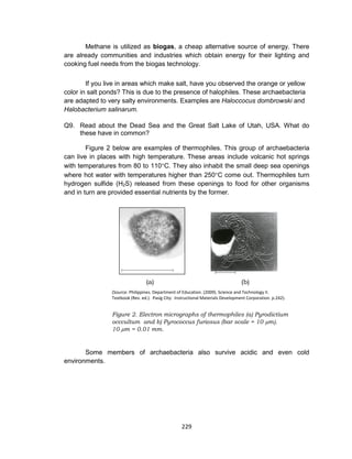 229
Methane is utilized as biogas, a cheap alternative source of energy. There
are already communities and industries which obtain energy for their lighting and
cooking fuel needs from the biogas technology.
If you live in areas which make salt, have you observed the orange or yellow
color in salt ponds? This is due to the presence of halophiles. These archaebacteria
are adapted to very salty environments. Examples are Haloccocus dombrowski and
Halobacterium salinarum.
Q9. Read about the Dead Sea and the Great Salt Lake of Utah, USA. What do
these have in common?
Figure 2 below are examples of thermophiles. This group of archaebacteria
can live in places with high temperature. These areas include volcanic hot springs
with temperatures from 80 to 110C. They also inhabit the small deep sea openings
where hot water with temperatures higher than 250C come out. Thermophiles turn
hydrogen sulfide (H2S) released from these openings to food for other organisms
and in turn are provided essential nutrients by the former.
(a) (b)
(Source: Philippines. Department of Education. (2009). Science and Technology II.
Textbook (Rev. ed.). Pasig City: Instructional Materials Development Corporation. p.242).
Figure 2. Electron micrographs of thermophiles (a) Pyrodictium
occcultum and b) Pyrococcus furiosus (bar scale = 10 m).
10 m = 0.01 mm.
Some members of archaebacteria also survive acidic and even cold
environments.
 