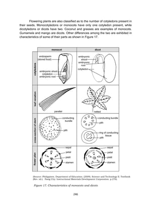 246
Flowering plants are also classified as to the number of cotyledons present in
their seeds. Monocotyledons or monocots have only one cotyledon present, while
dicotyledons or dicots have two. Coconut and grasses are examples of monocots.
Gumamela and mango are dicots. Other differences among the two are exhibited in
characteristics of some of their parts as shown in Figure 17.
(Source: Philippines. Department of Education. (2009). Science and Technology II. Textbook
(Rev. ed.). Pasig City: Instructional Materials Development Corporation. p.276).
Figure 17. Characteristics of monocots and dicots
 