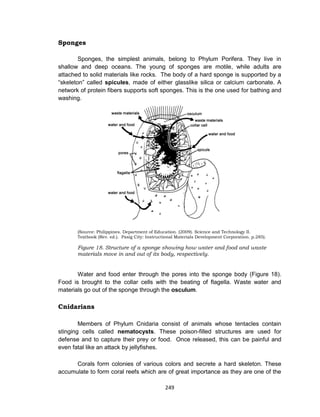 249
Sponges
Sponges, the simplest animals, belong to Phylum Porifera. They live in
shallow and deep oceans. The young of sponges are motile, while adults are
attached to solid materials like rocks. The body of a hard sponge is supported by a
“skeleton” called spicules, made of either glasslike silica or calcium carbonate. A
network of protein fibers supports soft sponges. This is the one used for bathing and
washing.
(Source: Philippines. Department of Education. (2009). Science and Technology II.
Textbook (Rev. ed.). Pasig City: Instructional Materials Development Corporation. p.285).
Figure 18. Structure of a sponge showing how water and food and waste
materials move in and out of its body, respectively.
Water and food enter through the pores into the sponge body (Figure 18).
Food is brought to the collar cells with the beating of flagella. Waste water and
materials go out of the sponge through the osculum.
Cnidarians
Members of Phylum Cnidaria consist of animals whose tentacles contain
stinging cells called nematocysts. These poison-filled structures are used for
defense and to capture their prey or food. Once released, this can be painful and
even fatal like an attack by jellyfishes.
Corals form colonies of various colors and secrete a hard skeleton. These
accumulate to form coral reefs which are of great importance as they are one of the
 