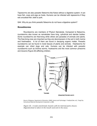 251
Tapeworms are also parasitic flatworms like flukes without a digestive system. It can
have fish, cows and pigs as hosts. Humans can be infected with tapeworms if they
eat uncooked fish, beef or pork.
Q44. Why do you think parasitic flatworms do not have a digestive system?
Roundworms
Roundworms are members of Phylum Nematoda. Compared to flatworms,
roundworms also known as nematodes have long, cylindrical and slender bodies.
Some roundworms are free-living while others are parasites of animals and plants.
The free-living ones are important as they are decomposers in the soil in both marine
and freshwaters. A lot of them are found in decaying organic matter. Parasitic
roundworms can be found in moist tissues of plants and animals. Heartworms for
example can infect dogs and cats. Humans can be infected with parasitic
roundworms such as trichina worms, hookworms and the more common pinworms
and Ascaris (Figure 20) afflicting children.
(Source: Philippines. Department of Education. (2009). Science and Technology II. Textbook (Rev. ed.). Pasig City:
Instructional Materials Development Corporation. p.288).
Figure 20. A male and female Ascaris with its internal parts shown.
Digested food is taken in the mouth and exit in the anus.
 