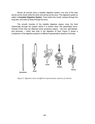 296
Almost all animals have a tubelike digestive system; one end of the tube
serves as the mouth while the other end serves as the anus. This digestive system is
called a Complete Digestive System. Food enters the mouth, passes through the
long tube, and exits as feces through the anus.
The smooth muscles of the tubelike digestive organs move the food
rhythmically through the system where it is broken down into absorbable forms.
Outside of this tube are attached some accessory organs -- the liver, gall bladder,
and pancreas -- which also help in the digestion of food. Figure 2 shows a
comparison of the digestive systems of different representative species of animals.
Figure 2. Digestive tracts of different representative species of animals.
 