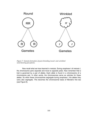 333
Figure 7. Gamete formation of pure-breeding round- and wrinkled
seed-bearing pea plants.
Now recall what we have learned in meiosis. During anaphase I of meiosis I,
the chromosome pairs separate and move to opposite poles. Now remember that a
trait is governed by a pair of alleles. Each allele is found in a chromosome of a
chromosome pair. In other words, the chromosomes serve as vehicles for these
alleles. So when these chromosomes segregate during anaphase I, the alleles they
carry also segregate. This becomes the chromosomal basis of Mendel’s first law
(see Figure 8).
 