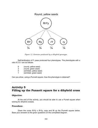342
Figure 12. Gametes produced by a dihybrid genotype.
Self-fertilization of F1 peas produced four phenotypes. The phenotypes with a
ratio 9:3:3:1 are as follows:
9 (round, yellow seed)
3 (round, green seed)
3 (wrinkled, yellow seed)
1 (wrinkled, green seed)
Can you show, using a Punnett square, how this phenotype is obtained?
Activity 5
Filling up the Punnett square for a dihybrid cross
Objective:
At the end of this activity, you should be able to use a Punett square when
solving for dihybrid crosses.
Procedure:
Given the cross RrYy x RrYy, copy and fill up the Punnett square below.
Base your answers to the given questions on the completed diagram.
RrYy
Round, yellow seeds
RY Ry rY ry
¼ ¼ ¼ ¼
 
