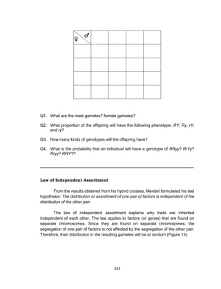 343
Q1. What are the male gametes? female gametes?
Q2. What proportion of the offspring will have the following phenotype: RY, Ry, rY,
and ry?
Q3. How many kinds of genotypes will the offspring have?
Q4. What is the probability that an individual will have a genotype of RRyy? RrYy?
Rryy? RRYY?
_____________________________________________________
Law of Independent Assortment
From the results obtained from his hybrid crosses, Mendel formulated his last
hypothesis: The distribution or assortment of one pair of factors is independent of the
distribution of the other pair.
The law of independent assortment explains why traits are inherited
independent of each other. The law applies to factors (or genes) that are found on
separate chromosomes. Since they are found on separate chromosomes, the
segregation of one pair of factors is not affected by the segregation of the other pair.
Therefore, their distribution in the resulting gametes will be at random (Figure 13).
 