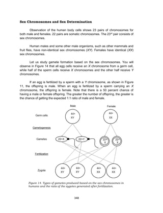 348
Sex Chromosomes and Sex Determination
Observation of the human body cells shows 23 pairs of chromosomes for
both male and females. 22 pairs are somatic chromosomes. The 23rd
pair consists of
sex chromosomes.
Human males and some other male organisms, such as other mammals and
fruit flies, have non-identical sex chromosomes (XY). Females have identical (XX)
sex chromosomes.
Let us study gamete formation based on the sex chromosomes. You will
observe in Figure 14 that all egg cells receive an X chromosome from a germ cell,
while half of the sperm cells receive X chromosomes and the other half receive Y
chromosomes.
If an egg is fertilized by a sperm with a Y chromosome, as shown in Figure
11, the offspring is male. When an egg is fertilized by a sperm carrying an X
chromosome, the offspring is female. Note that there is a 50 percent chance of
having a male or female offspring. The greater the number of offspring, the greater is
the chance of getting the expected 1:1 ratio of male and female.
Figure 14. Types of gametes produced based on the sex chromosomes in
humans and the ratio of the zygotes generated after fertilization.
 