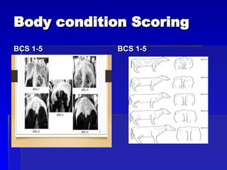 Comprehensive Guide to Body Condition Scoring (BCS) in Cows for Optimal ...