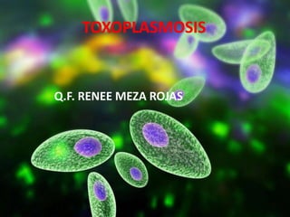 TOXOPLASMOSIS
Q.F. RENEE MEZA ROJAS
 
