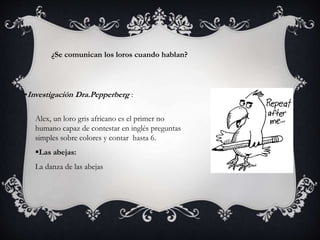 ¿Se comunican los loros cuando hablan?
•Investigación Dra.Pepperberg :
Alex, un loro gris africano es el primer no
humano capaz de contestar en inglés preguntas
simples sobre colores y contar hasta 6.
Las abejas:
La danza de las abejas
 