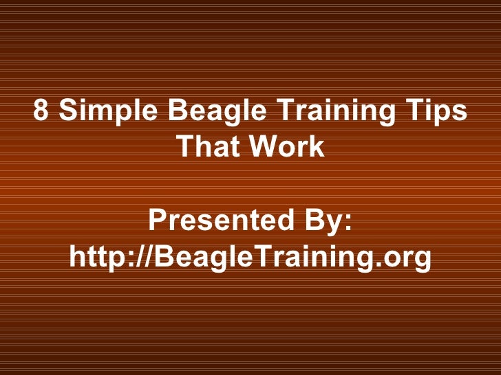 beagle dog training