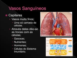    Capilares
    › Vasos muito finos;
       Uma só camada de
        células.
    › Através deles dão-se
      as trocas com as
      células;
         Gasosas;
         Nutrientes;
         Hormonas;
         Células do Sistema
          Imunitário.
 