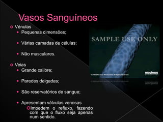    Vénulas
      Pequenas dimensões;

     Várias camadas de células;

     Não musculares.

   Veias
      Grande calibre;

     Paredes delgadas;

     São reservatórios de sangue;

     Apresentam válvulas venosas
         Impedem o refluxo, fazendo
          com que o fluxo seja apenas
          num sentido.
 