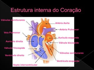 Válvulas semilunares
                                   Artéria Aorta

                                       Artéria Pulmonar
  Veia Pulmonar

                                     Aurícula esquerda
    Aurícula direita
                                      Válvula bicúspide

  Válvula Tricúspide

                                       Válvulas semilunares
   Ventrículo direito

                                    Ventrículo esquerdo
          Septo interventricular
 