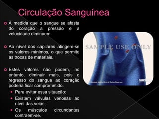    À medida que o sangue se afasta
    do coração a pressão e a
    velocidade diminuem.

   Ao nível dos capilares atingem-se
    os valores mínimos, o que permite
    as trocas de materiais.

   Estes valores não podem, no
    entanto, diminuir mais, pois o
    regresso do sangue ao coração
    poderia ficar comprometido.
      Para evitar essa situação:
      Existem válvulas venosas ao
       nível das veias;
      Os      músculos     circundantes
       contraem-se.
 