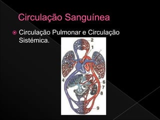    Circulação Pulmonar e Circulação
    Sistémica.
 