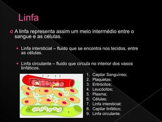  A linfa
       representa assim um meio intermédio entre o
  sangue e as células.

    Linfa intersticial – fluido que se encontra nos tecidos, entre
     as células.

    Linfa circulante – fluido que circula no interior dos vasos
     linfáticos.
                                       1.   Capilar Sanguíneo;
                                       2.   Plaquetas;
                                       3.   Eritrócitos;
                                       4.   Leucócitos;
                                       5.   Plasma;
                                       6.   Células;
                                       7.   Linfa intersticial;
                                       8.   Capilar linfático;
                                       9.   Linfa circulante.
 