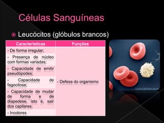    Leucócitos (glóbulos brancos)
    Características                Funções
- De forma irregular;
- Presença de núcleo
com formas variadas;
- Capacidade de emitir
pseudópodes;
-     Capacidade        de - Defesa do organismo
fagocitose;
- Capacidade de mudar
de    forma     e   de
diapedese, isto é, sair
dos capilares;
- Incolores
 