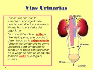 Vías Urinarias
• Las Vías urinarias son las
estructuras encargadas de
conducir la orina formada en los
riñones hasta el exterior del
organismo.
• De cada riñón sale un uréter a
nivel de la pelvis, este conducto
desemboca en la vejiga urinaria
(órgano musculoso que es como
una bolsa para almacenar la
orina). En la parte central inferior
de la vejiga se abre un conducto
llamado uretra que llega al
exterior. 
• .
 