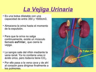 La Vejiga Urinaria
• Es una bolsa dilatable con una
capacidad de entre 350 y 1500cm3.
• Almacena la orina hasta el momento
de la expulsión.
• Para que la orina no salga
continuamente, existe un músculo
llamado esfínter, que cierra la
vejiga.
• La sangre sale del riñón mediante la
vena renal. Ya no contiene urea ni
ácido úrico, pero todavía tiene CO2.
• Por ello pasa a la vena cava y de ahí
al corazón para dirigirse finalmente a
los pulmones.
LaVejigaUrinar
 