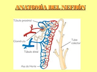 ANATOMÍA DEL NEFRÓNANATOMÍA DEL NEFRÓN
 