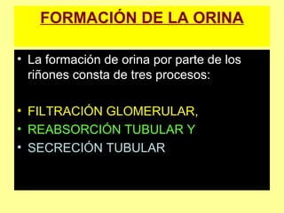 FORMACIÓN DE LA ORINA
• La formación de orina por parte de los
riñones consta de tres procesos:
• FILTRACIÓN GLOMERULAR,
• REABSORCIÓN TUBULAR Y
• SECRECIÓN TUBULAR
 