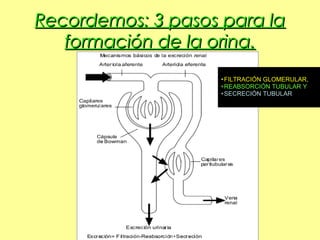 Recordemos: 3 pasos para laRecordemos: 3 pasos para la
formación de la orina.formación de la orina.
•FILTRACIÓN GLOMERULAR,
•REABSORCIÓN TUBULAR Y
•SECRECIÓN TUBULAR
 