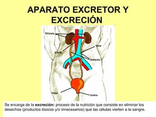 APARATO EXCRETOR Y
EXCRECIÓN
Se encarga de la excreción: proceso de la nutrición que consiste en eliminar los
desechos (productos tóxicos y/o innecesarios) que las células vierten a la sangre.
 