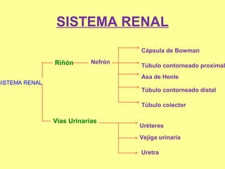 SISTEMA RENAL
Riñón Nefrón
Cápsula de Bowman
Túbulo contorneado proximal
Asa de Henle
Túbulo contorneado distal
Túbulo colector
Vías Urinarias
Uréteres
Vejiga urinaria
Uretra
SISTEMA RENAL
 