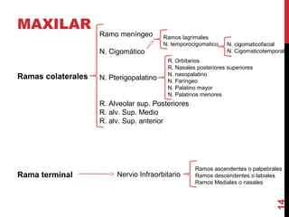MAXILAR
Ramas colaterales
Rama terminal
14
Ramo meníngeo
N. Cigomático
N. Pterigopalatino
R. Alveolar sup. Posteriores
R. alv. Sup. Medio
R. alv. Sup. anterior
Ramos lagrimales
N. temporocigomatico N. cigomaticofacial
N. Cigomaticotemporal
R. Orbitarios
R. Nasales posteriores superiores
N. nasopalatino
N. Faríngeo
N. Palatino mayor
N. Palatinos menores
Nervio Infraorbitario
Ramos ascendentes o palpebrales
Ramos descendentes o labiales
Ramos Mediales o nasales
 