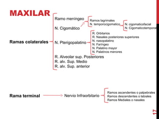 MAXILAR
Ramas colaterales
Rama terminal
17
Ramo meníngeo
N. Cigomático
N. Pterigopalatino
R. Alveolar sup. Posteriores
R. alv. Sup. Medio
R. alv. Sup. anterior
Ramos lagrimales
N. temporocigomatico N. cigomaticofacial
N. Cigomaticotemporal
R. Orbitarios
R. Nasales posteriores superiores
N. nasopalatino
N. Faríngeo
N. Palatino mayor
N. Palatinos menores
Nervio Infraorbitario
Ramos ascendentes o palpebrales
Ramos descendentes o labiales
Ramos Mediales o nasales
 