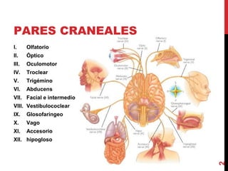 PARES CRANEALES
I. Olfatorio
II. Óptico
III. Oculomotor
IV. Troclear
V. Trigémino
VI. Abducens
VII. Facial e intermedio
VIII. Vestibulococlear
IX. Glosofaríngeo
X. Vago
XI. Accesorio
XII. hipogloso
2
 