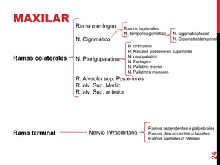MAXILAR
Ramas colaterales
Rama terminal
24
Ramo meníngeo
N. Cigomático
N. Pterigopalatino
R. Alveolar sup. Posteriores
R. alv. Sup. Medio
R. alv. Sup. anterior
Ramos lagrimales
N. temporocigomatico N. cigomaticofacial
N. Cigomaticotemporal
R. Orbitarios
R. Nasales posteriores superiores
N. nasopalatino
N. Faríngeo
N. Palatino mayor
N. Palatinos menores
Nervio Infraorbitario
Ramos ascendentes o palpebrales
Ramos descendentes o labiales
Ramos Mediales o nasales
 
