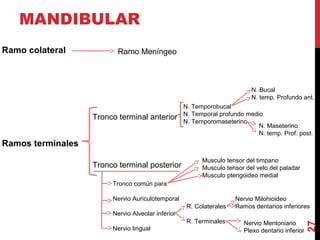 MANDIBULAR
Ramo colateral
Ramos terminales
27
Ramo Meníngeo
Tronco terminal anterior
Tronco terminal posterior
N. Temporobucal
N. Temporal profundo medio
N. Temporomaseterino
N. Bucal
N. temp. Profundo ant.
N. Maseterino
N. temp. Prof. post.
Tronco común para
Nervio Auriculotemporal
Nervio Alveolar inferior
Nervio lingual
Musculo tensor del timpano
Musculo tensor del velo del paladar
Musculo pterigoideo medial
R. Colaterales
R. Terminales
Nervio Milohioideo
Ramos dentarios inferiores
Nervio Mentoniano
Plexo dentario inferior
 
