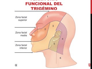 TERRITORIO
FUNCIONAL DEL
TRIGÉMINO
40
 