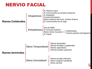 NERVIO FACIAL
Ramos Colaterales
Ramos terminales
41
Intrapetrosos
Extrapetrosos
N. Petroso mayor
R. Comunicante con el plexo timpanico
N. Estapedio
Cuerda del timpano
Ramo sensitivo del Cond. Autidivo Externo
R. Comunicante con el vago
Asa de Haller
N. Auricular posterior
Ramo de los musculos
R. lingual
Estilohioideo
Vientre posterior del digastrico
Ramo Temporofacial
Ramo Cervicofacial
Ramos temporales
Ramos frontales y palpebrales
Ramos cigomaticos
Ramos bucales superiores
Ramos bucales inferiores
Ramo marginal mandibular
Ramo cervical
 