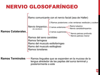NERVIO GLOSOFARÍNGEO
Ramos Colaterales
Ramos Terminales Ramos linguales que se expanden en la mucosa de la
lengua alrededor de las papilas del surco terminal y
posteriormente a este
49
Ramo comunicante con el nervio facial (asa de Haller)
Nervio timpanico
(de Jacobson)
Ramos del seno carotideo
Ramos faringeos
Ramo del musculo estilofaringeo
Ramo del musculo estilogloso
Ramos tonsilares
2 Ramos posteriores: a las ventanas vestibular y coclear
2 ramos anteriores
2 ramos superiores
Ramo tubarico
Nervio carotidotimpanico
Nervio petroso profundo
Nervio petroso menor
 