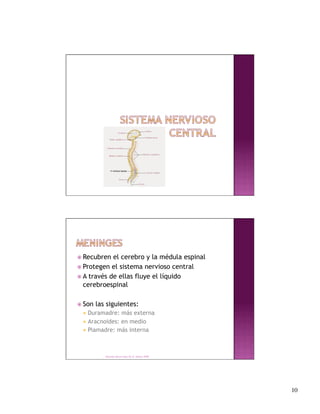  Recubren  el cerebro y la médula espinal
 Protegen el sistema nervioso central
 A través de ellas fluye el líquido
  cerebroespinal

 Son   las siguientes:
   Duramadre:  más externa
   Aracnoides: en medio
   Piamadre: más interna




           Derechos Reservados Dr. E. Alonso 2008




                                                     10
 