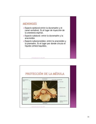  Espacio  epidural:entre la duramadre y el
  canal vertebral. Es el lugar de inyección de
  la anestesia espinal.
 Espacio subdural: entre la duramadre y la
  aracnoides
 Espacio subaracnoideo: entre la aracnoides y
  la piamadre. Es el lugar por donde circula el
  líquido cefalorraquídeo.




         Derechos Reservados Dr. E. Alonso 2008




         Derechos Reservados Dr. E. Alonso 2008




                                                   11
 