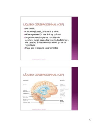  80-150 ml
 Contiene glucosa, proteinas e iones
 Ofrece protección mecánica y química

 Se produce en los plexos coroides del
  cerebro, luego pasa a los ventrículos laterales
  del cerebro y finalmente al tercer y cuarto
  ventrículo
 Fluye por el espacio subaracnoideo




           Derechos Reservados Dr. E. Alonso 2008




           Derechos Reservados Dr. E. Alonso 2008




                                                     12
 