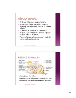  Va desde el foramen magno hasta L1.
 A este nivel ,forma una serie de raíces
  nerviosas llamada cauda equina o “cola de
  caballo”
 La médula se divide en 31 segmentos
 De cada segmento salen 2 nervios espinales
  para un total de 31 pares.
 Tiene materia gris internamente y materia
  blanca en la parte externa


        Derechos Reservados Dr. E. Alonso 2008




 Comienzan   con raíces
 Las raíces dorsales tienen fibras sensoriales
 Las raíces ventrales tienen fibras motoras

        Derechos Reservados Dr. E. Alonso 2008




                                                  13
 