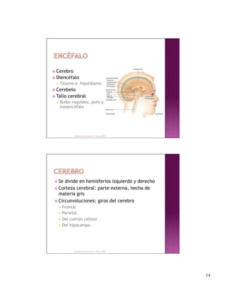  Cerebro
 Diencéfalo
    Tálamo   e hipotálamo
 Cerebelo
 Tallo   cerebral
    Bulbo
        raquídeo, pons y
   mesencéfalo




              Derechos Reservados Dr. E. Alonso 2008




  Se divide en hemisferios izquierdo y derecho
  Corteza cerebral: parte externa, hecha de
   materia gris
  Circunvoluciones: giros del cerebro
     Frontal
     Parietal
     Del cuerpo calloso
     Del hipocampo




              Derechos Reservados Dr. E. Alonso 2008




                                                        14
 