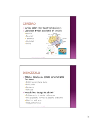  Surcos: están entre las circunvoluciones
 Los surcos dividen el cerebro en lóbulos:
   Frontal
   Parietal
   Temporal
   Occipital
   Ínsula




             Derechos Reservados Dr. E. Alonso 2008




 Tálamo:estación de enlace para múltiples
 funciones
   Dolor,temperatura, tacto
   Emociones
   Despertar
   Reflejos

 Hipotálamo:              debajo del tálamo
   Eslabón entre la mente y el cuerpo
   Une el sistema nervioso al sistema endocrino
   Hambre, sed, sexo
   Produce hormonas

             Derechos Reservados Dr. E. Alonso 2008




                                                       15
 