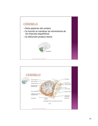  Parte posterior del cerebro
 Su función es coordinar los movimientos de
  los músculos esqueléticos
 Su disfunción produce ataxia




          Derechos Reservados Dr. E. Alonso 2008




          Derechos Reservados Dr. E. Alonso 2008




                                                    16
 
